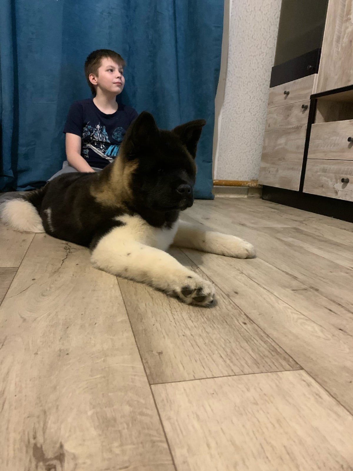 Американская акита щенки питомник