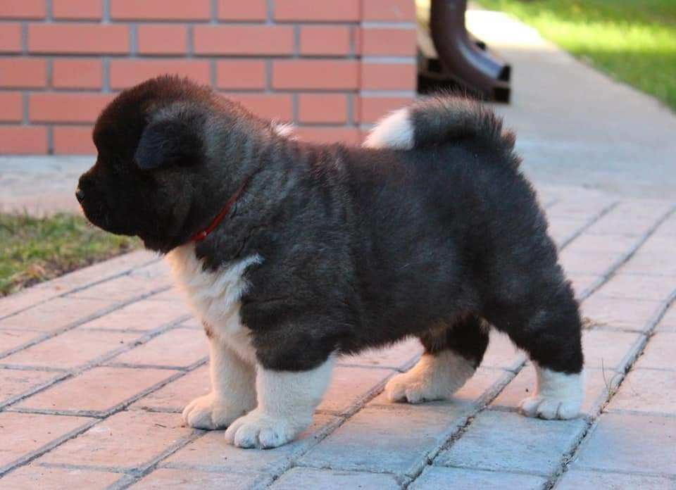 Triumf Sibiri Sting Shape of my Heart * Сэм  (Отец Zar Born To Be Famous Iz Ryzhei Stai , Мать Triumf Sibiri Dreams Come True)  Американская Акита кобель питомник RUBYLIGHT Санкт-Петербург