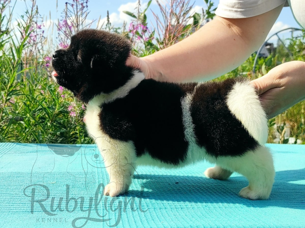 Щенки американской акиты