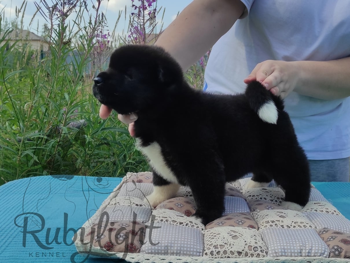 Щенки Американская акита Помет К : Alter Real Mercury и Infinit Happy