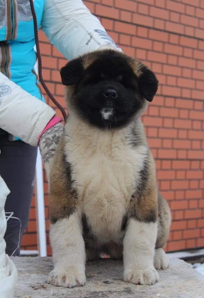 Triumf Sibiri Sting Shape of my Heart * Сэм  (Отец Zar Born To Be Famous Iz Ryzhei Stai , Мать Triumf Sibiri Dreams Come True)  Американская Акита кобель питомник RUBYLIGHT Санкт-Петербург