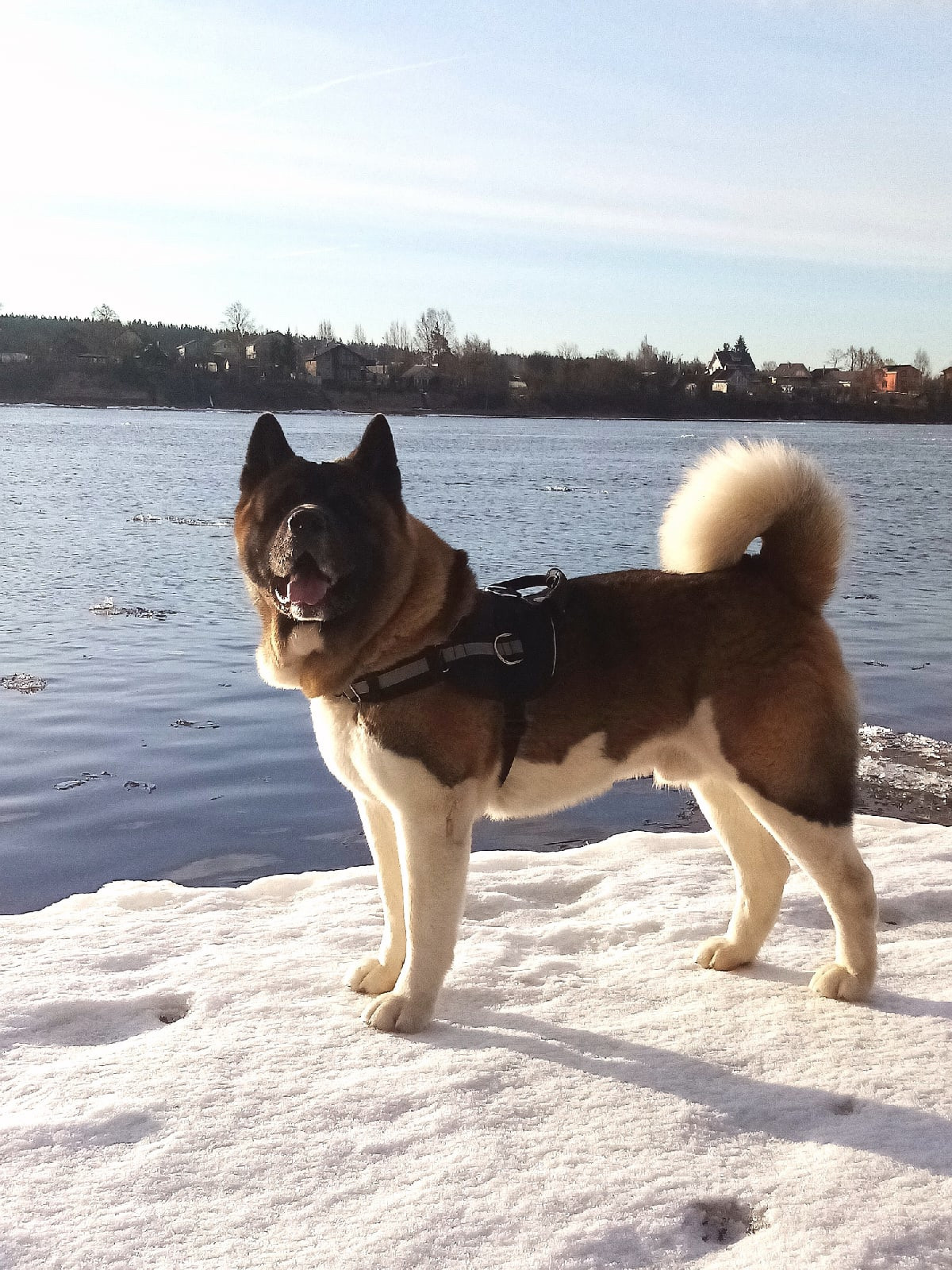 Американская акита питомник RUBYLIGHT. Американская акита I Сиба ину I Питомник RUBYLIGHT