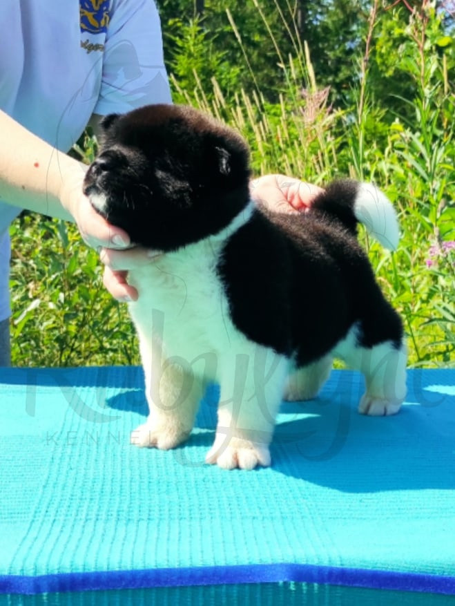 Щенки Американская акита Помет К : Alter Real Mercury и Infinit Happy