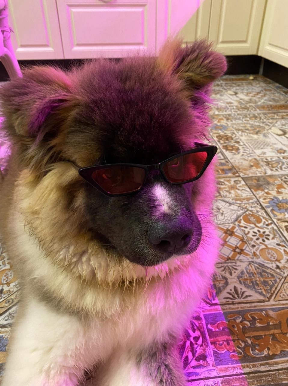 Американская акита щенки питомник