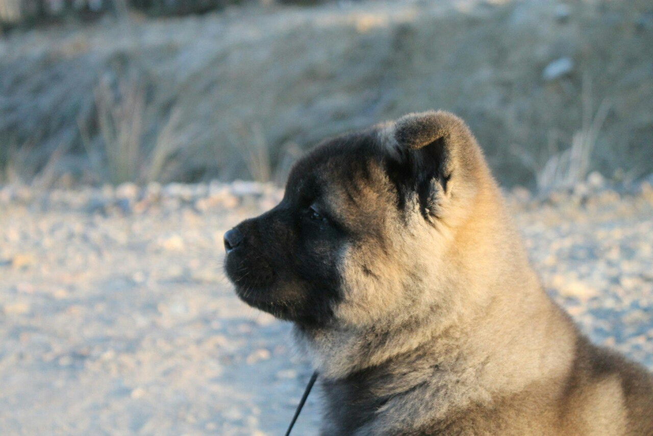 Американская акита питомник RUBYLIGHT. Американская акита I Сиба ину I Питомник RUBYLIGHT