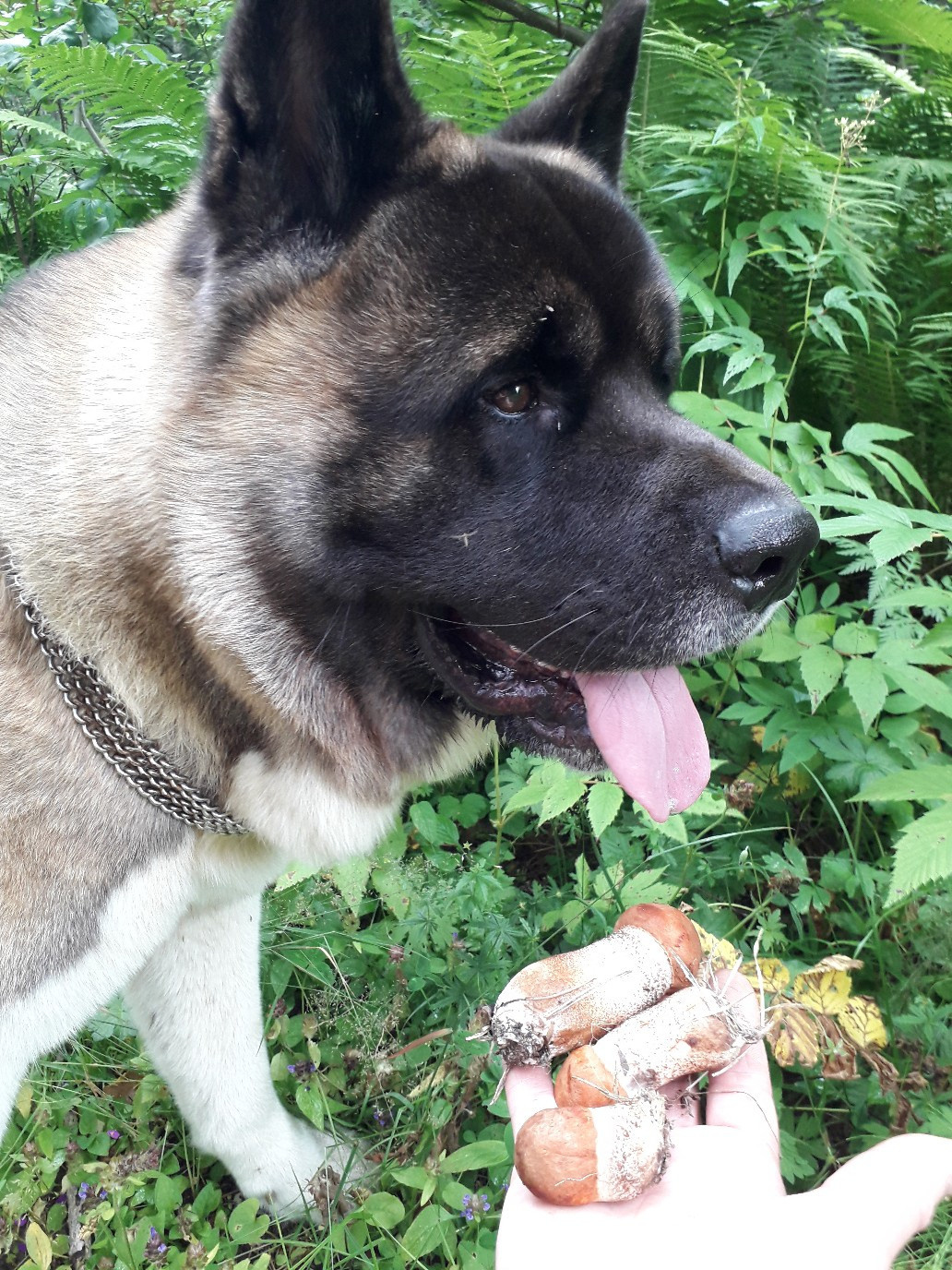 Американская акита питомник RUBYLIGHT. Американская акита I Сиба ину I Питомник RUBYLIGHT