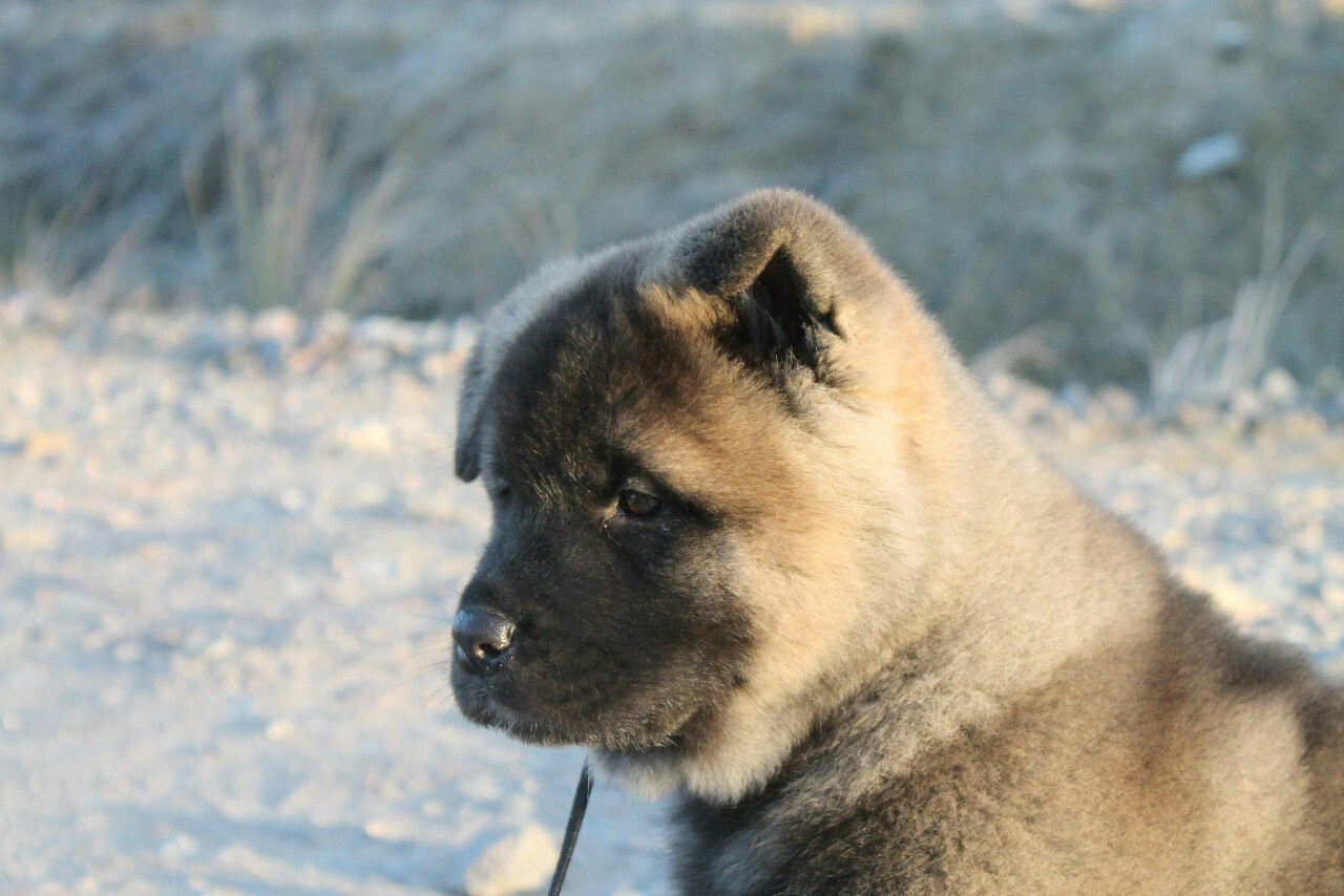 Американская акита питомник RUBYLIGHT. Американская акита I Сиба ину I Питомник RUBYLIGHT