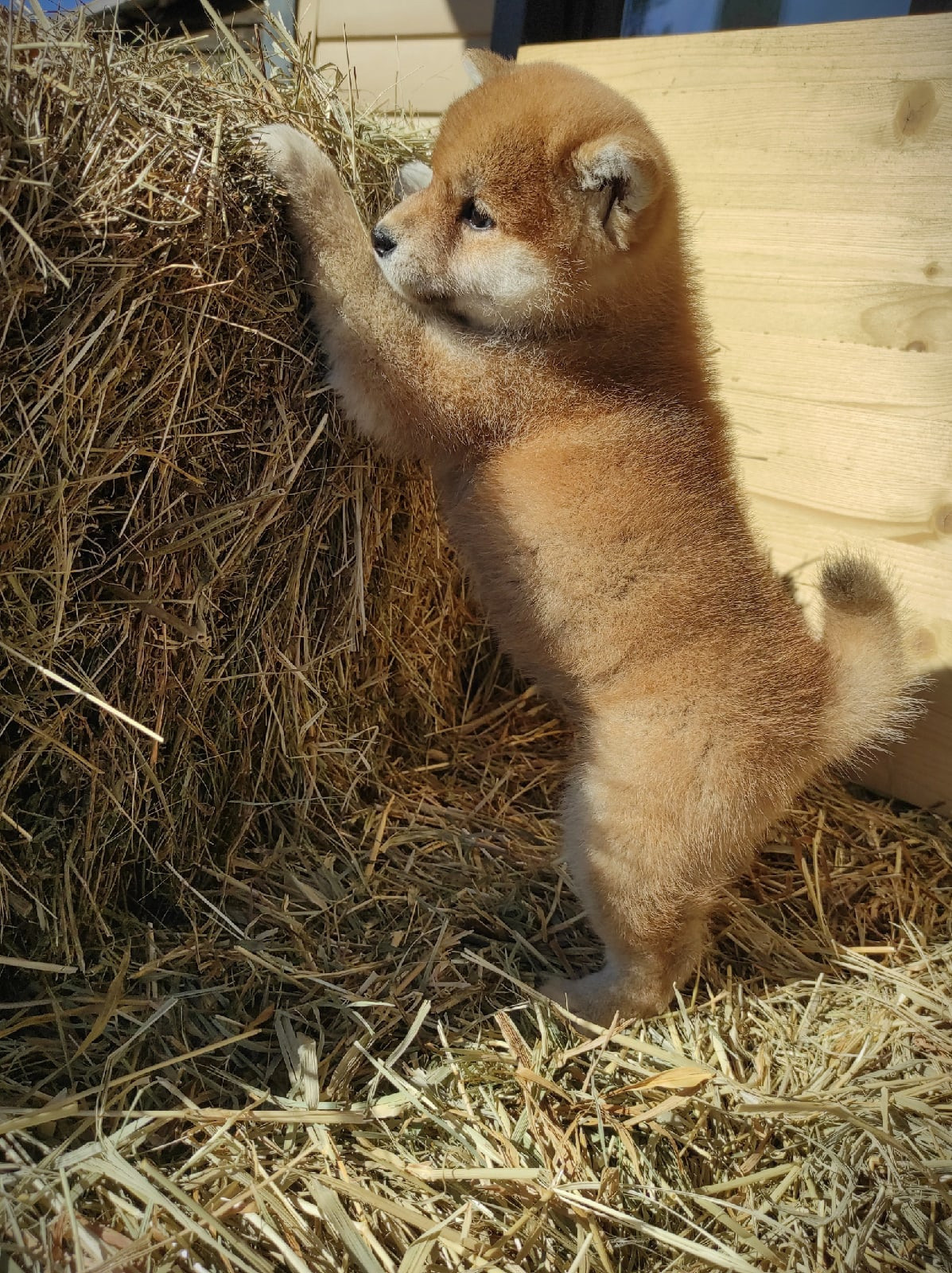 Сиба питомник RUBYLIGHT. Американская акита I Сиба ину I Питомник RUBYLIGHT