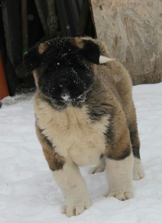 Triumf Sibiri Sting Shape of my Heart * Сэм  (Отец Zar Born To Be Famous Iz Ryzhei Stai , Мать Triumf Sibiri Dreams Come True)  Американская Акита кобель питомник RUBYLIGHT Санкт-Петербург