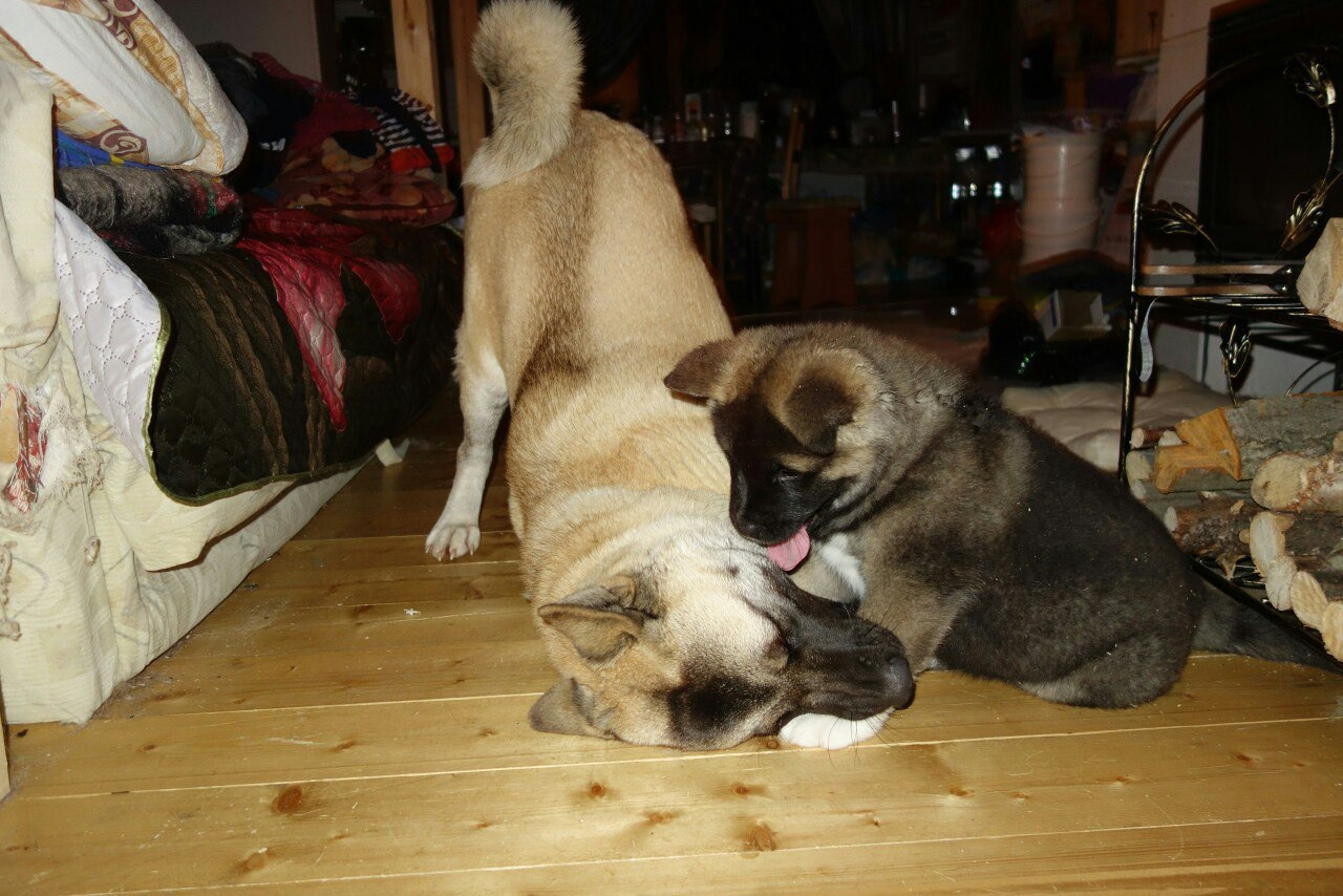 Американская акита питомник RUBYLIGHT. Американская акита I Сиба ину I Питомник RUBYLIGHT