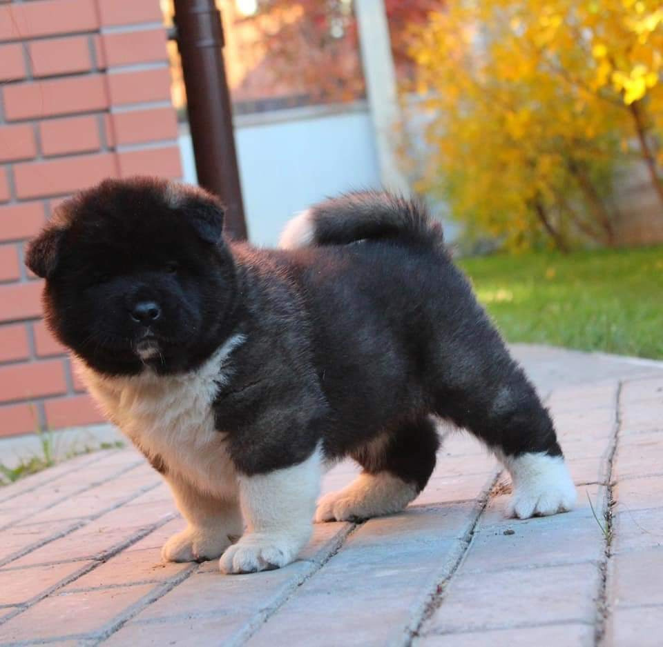 Triumf Sibiri Sting Shape of my Heart * Сэм  (Отец Zar Born To Be Famous Iz Ryzhei Stai , Мать Triumf Sibiri Dreams Come True)  Американская Акита кобель питомник RUBYLIGHT Санкт-Петербург