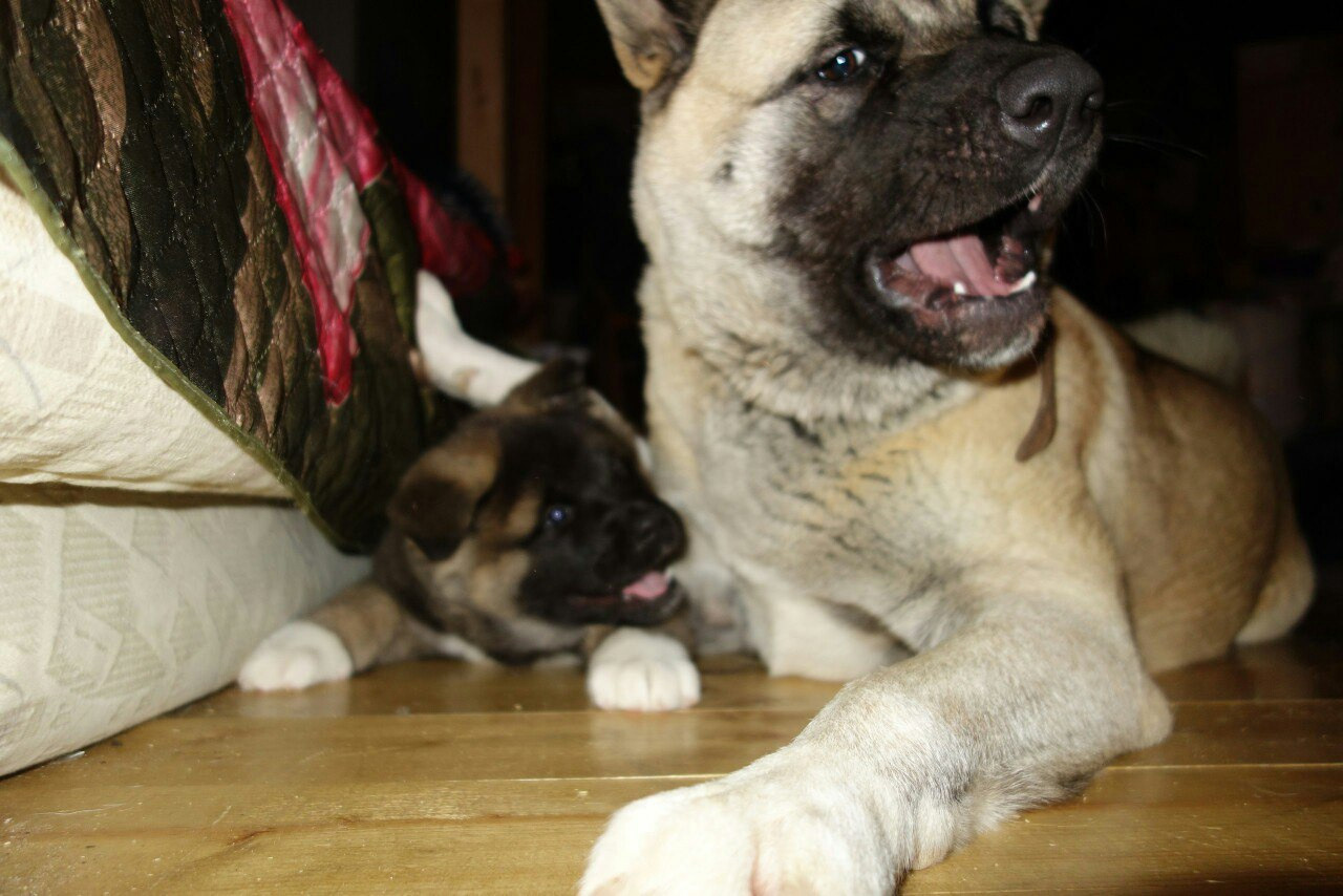 Американская акита питомник RUBYLIGHT. Американская акита I Сиба ину I Питомник RUBYLIGHT