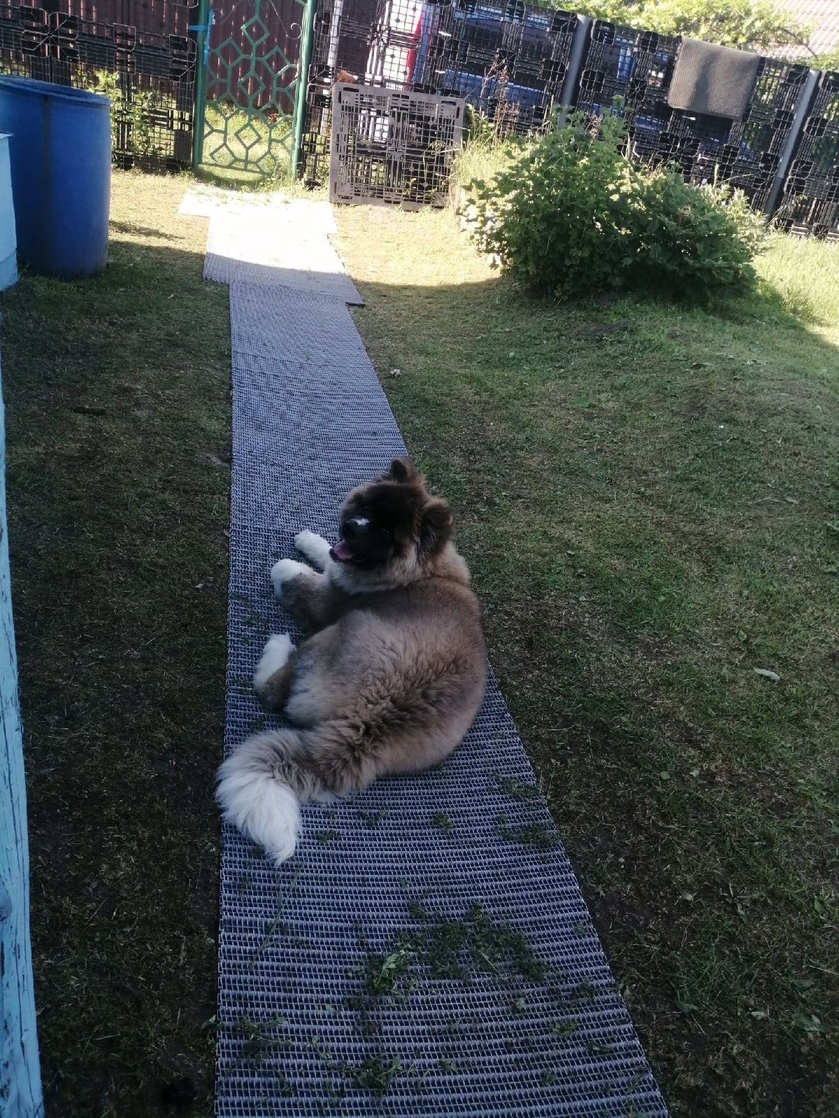 Американская акита щенки питомник