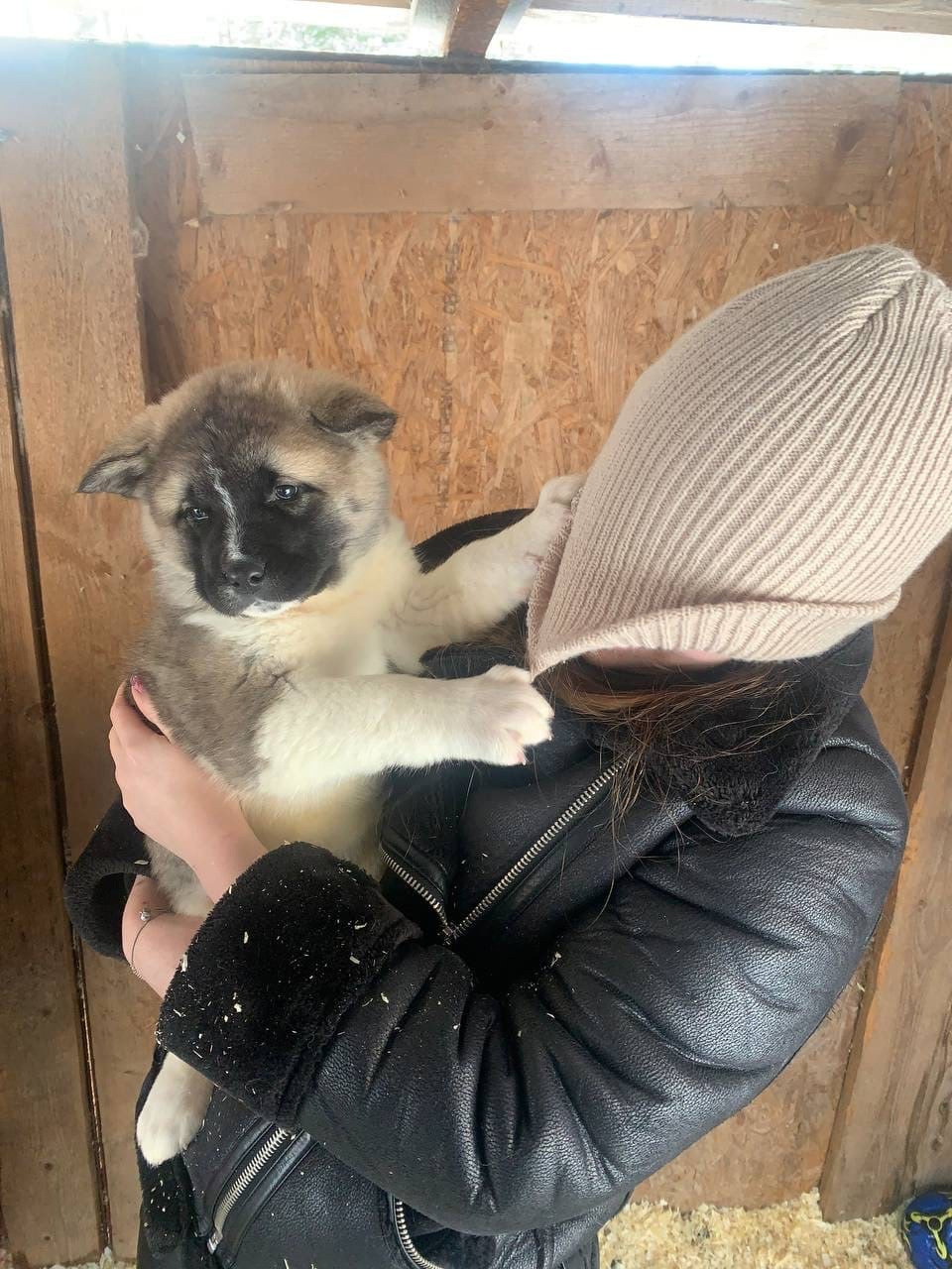 Помет Х дата рождения 21.01.2021 Отец: Alter Real Mercury , Мать: RUBYLIGHT BIYA