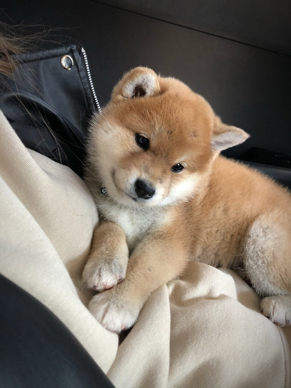 Сиба питомник RUBYLIGHT. Американская акита I Сиба ину I Питомник RUBYLIGHT