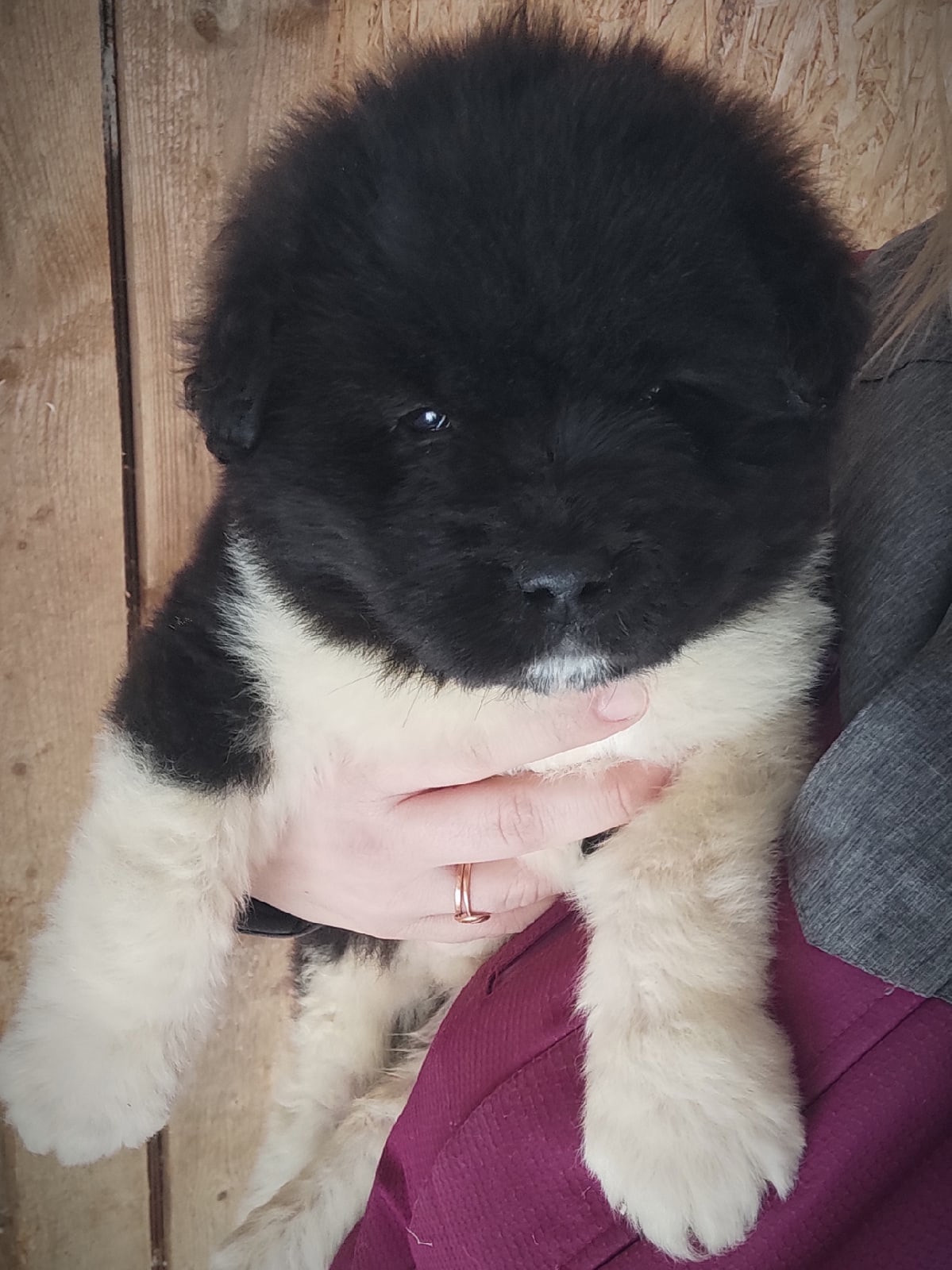 Американская акита щенки питомник