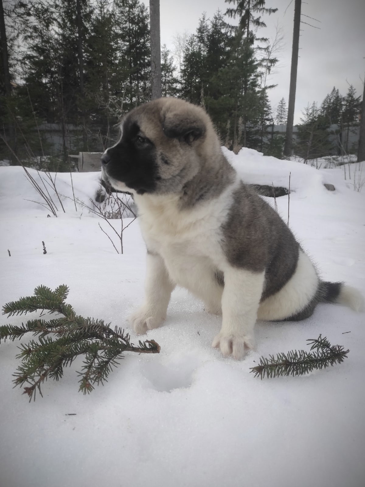 Помет Х дата рождения 21.01.2021 Отец: Alter Real Mercury , Мать: RUBYLIGHT BIYA