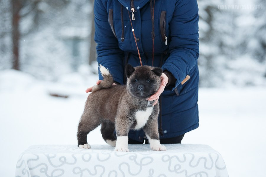RUBYLIGHT AMARETTO. AMERICAN AKITA RUBYLIGHT KENNEL I SHIBA-INU