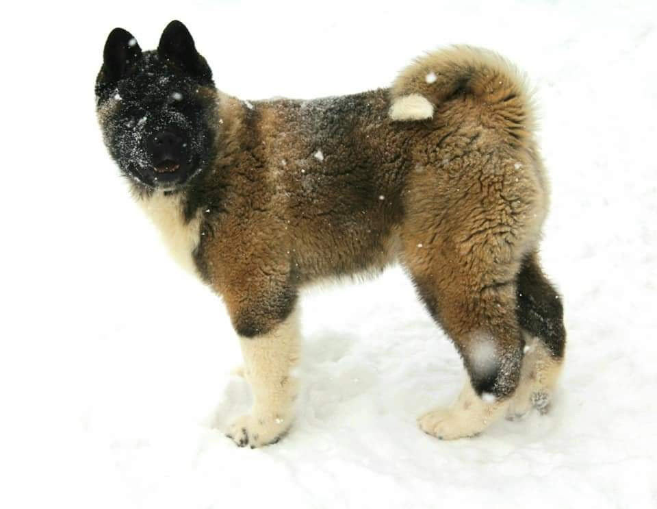 Triumf Sibiri Sting Shape of my Heart * Сэм  (Отец Zar Born To Be Famous Iz Ryzhei Stai , Мать Triumf Sibiri Dreams Come True)  Американская Акита кобель питомник RUBYLIGHT Санкт-Петербург