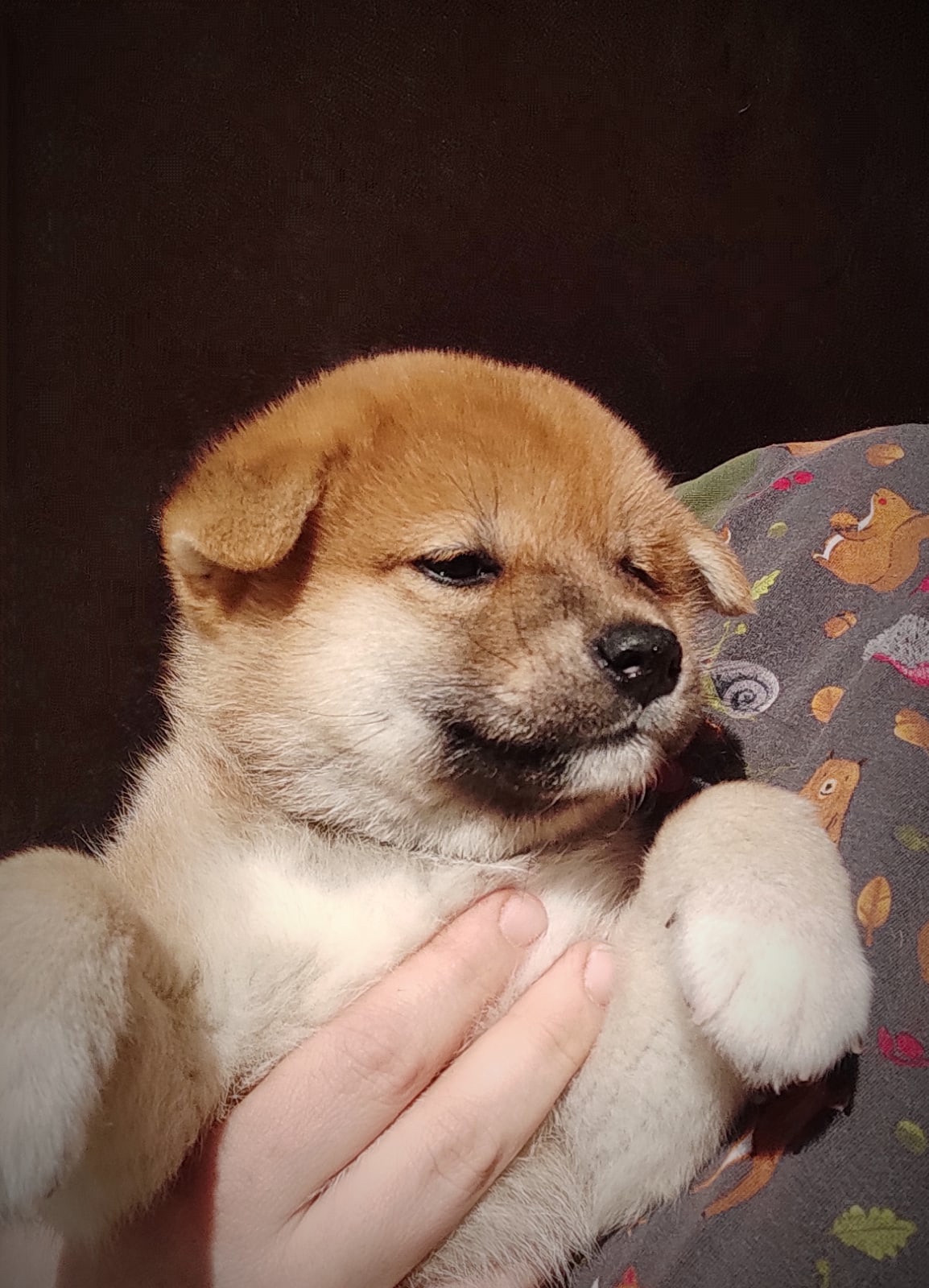 RUBYLIGHT IRON. AMERICAN AKITA RUBYLIGHT KENNEL I SHIBA-INU