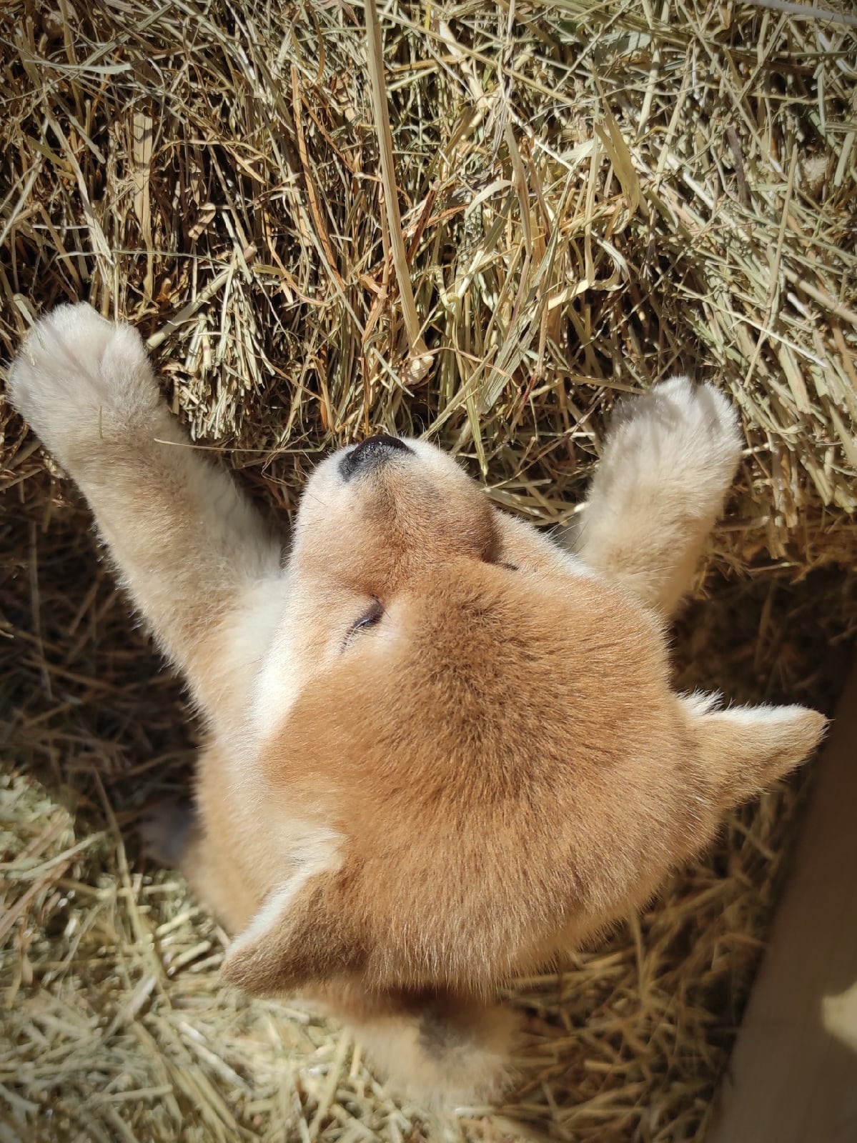 Сиба питомник RUBYLIGHT. Американская акита I Сиба ину I Питомник RUBYLIGHT