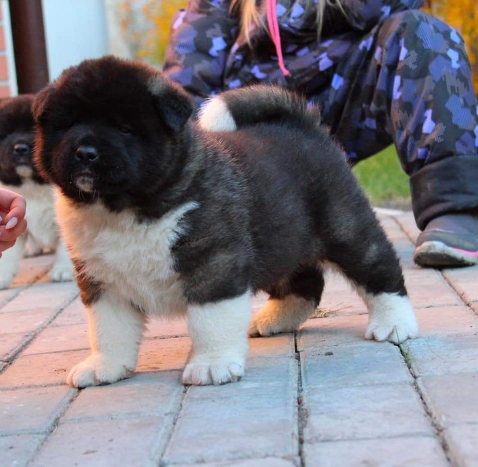 Triumf Sibiri Sting Shape of my Heart * Сэм  (Отец Zar Born To Be Famous Iz Ryzhei Stai , Мать Triumf Sibiri Dreams Come True)  Американская Акита кобель питомник RUBYLIGHT Санкт-Петербург