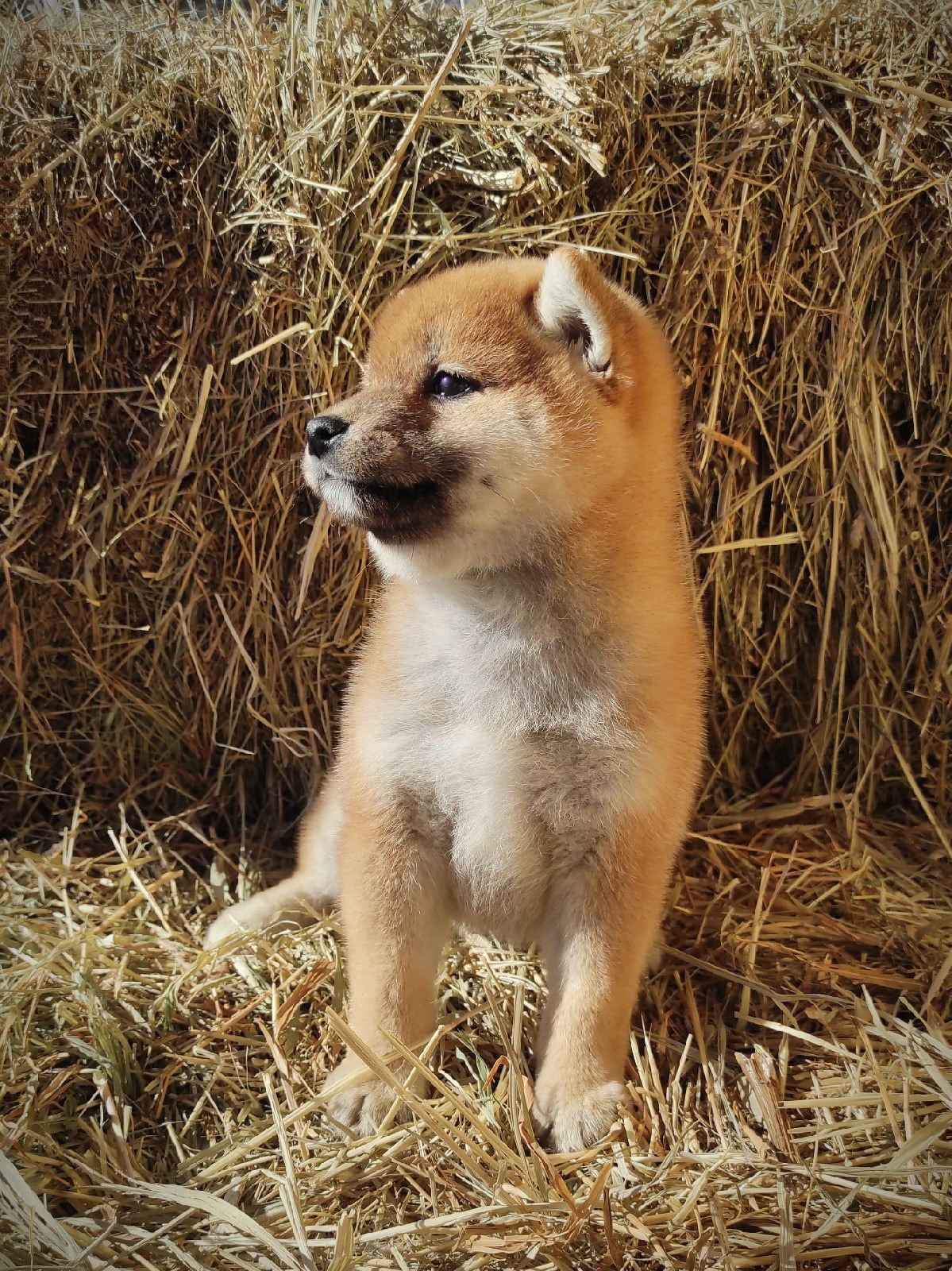 RUBYLIGHT IRIS. AMERICAN AKITA RUBYLIGHT KENNEL I SHIBA-INU