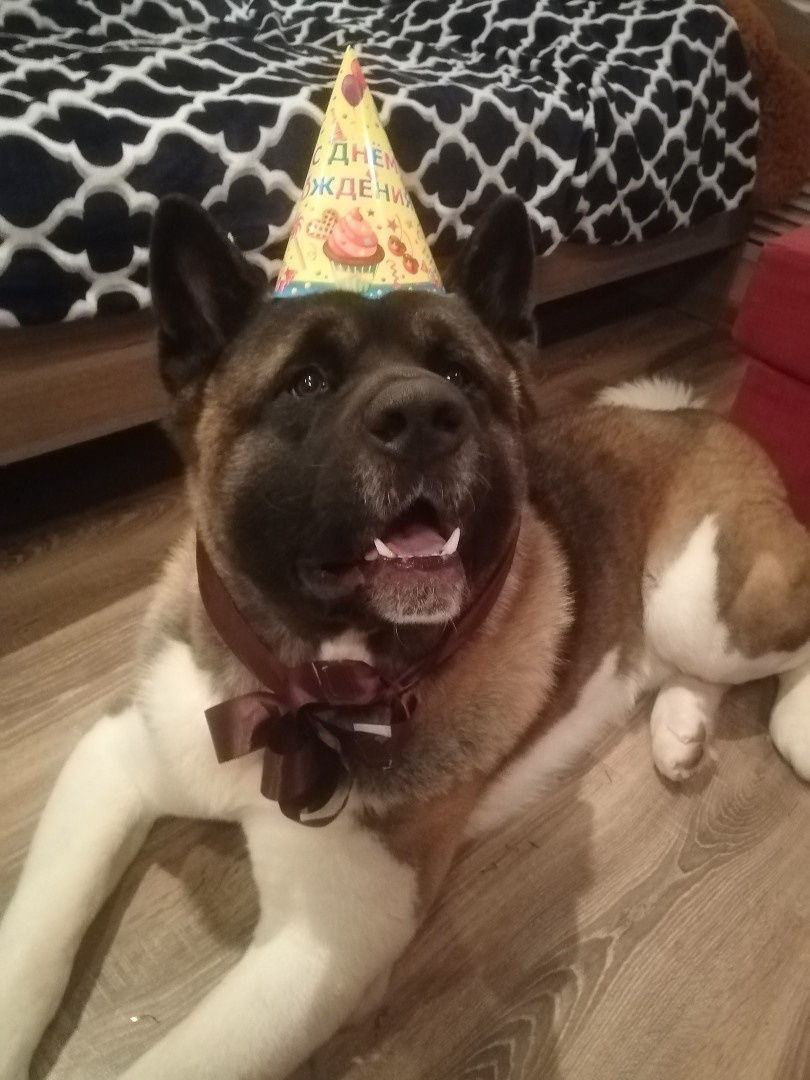 Американская акита питомник RUBYLIGHT. Американская акита I Сиба ину I Питомник RUBYLIGHT