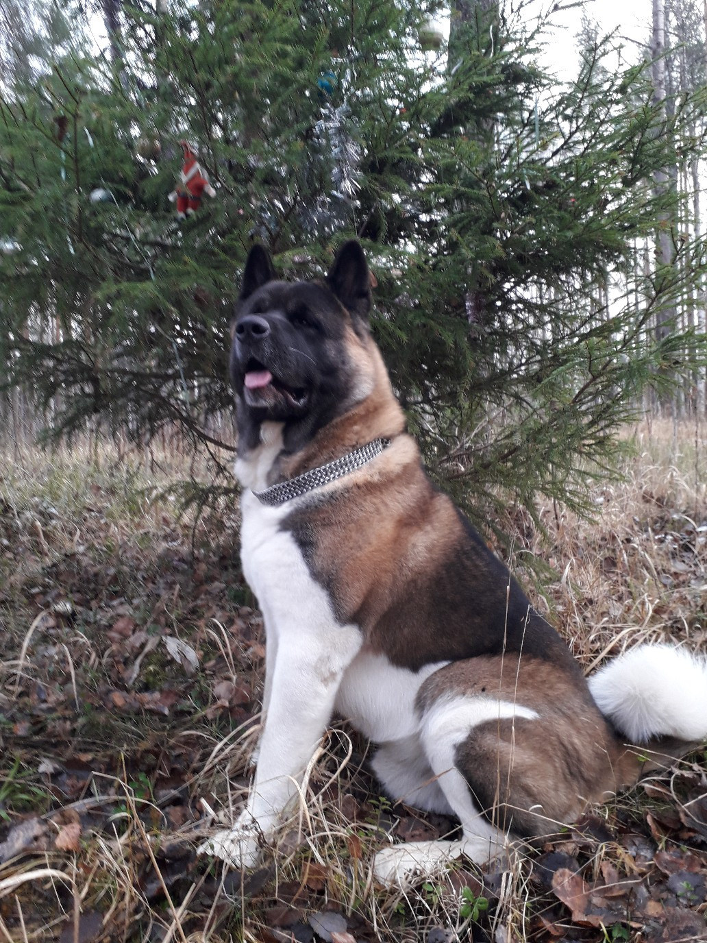 Американская акита питомник RUBYLIGHT. Американская акита I Сиба ину I Питомник RUBYLIGHT