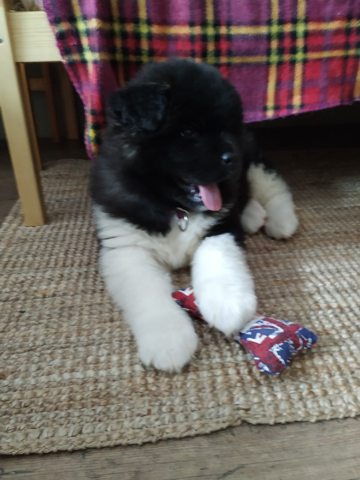 Американская акита щенки питомник