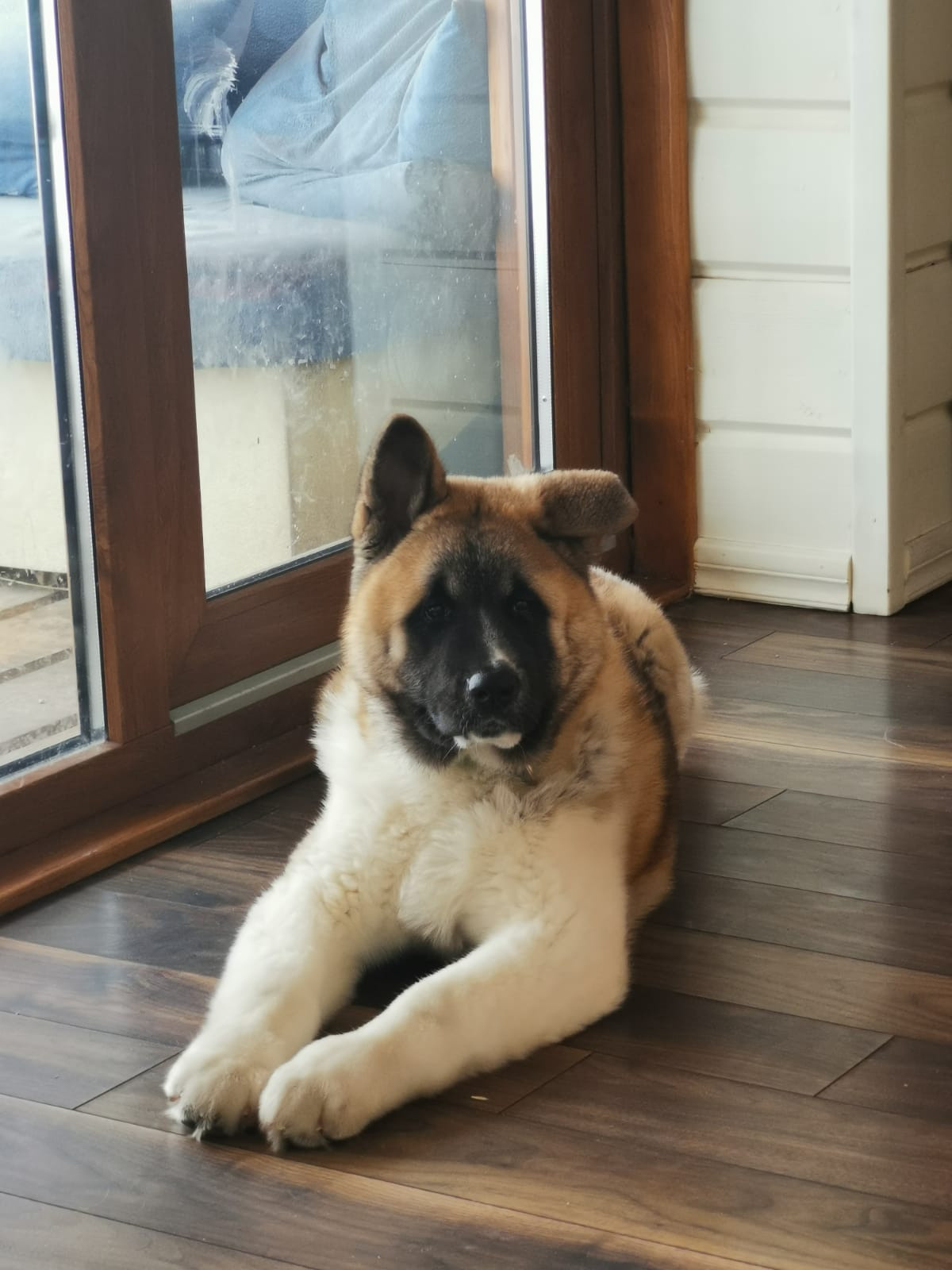 RUBYLIGHT GUCHI * Гуччи. AMERICAN AKITA RUBYLIGHT KENNEL I SHIBA-INU