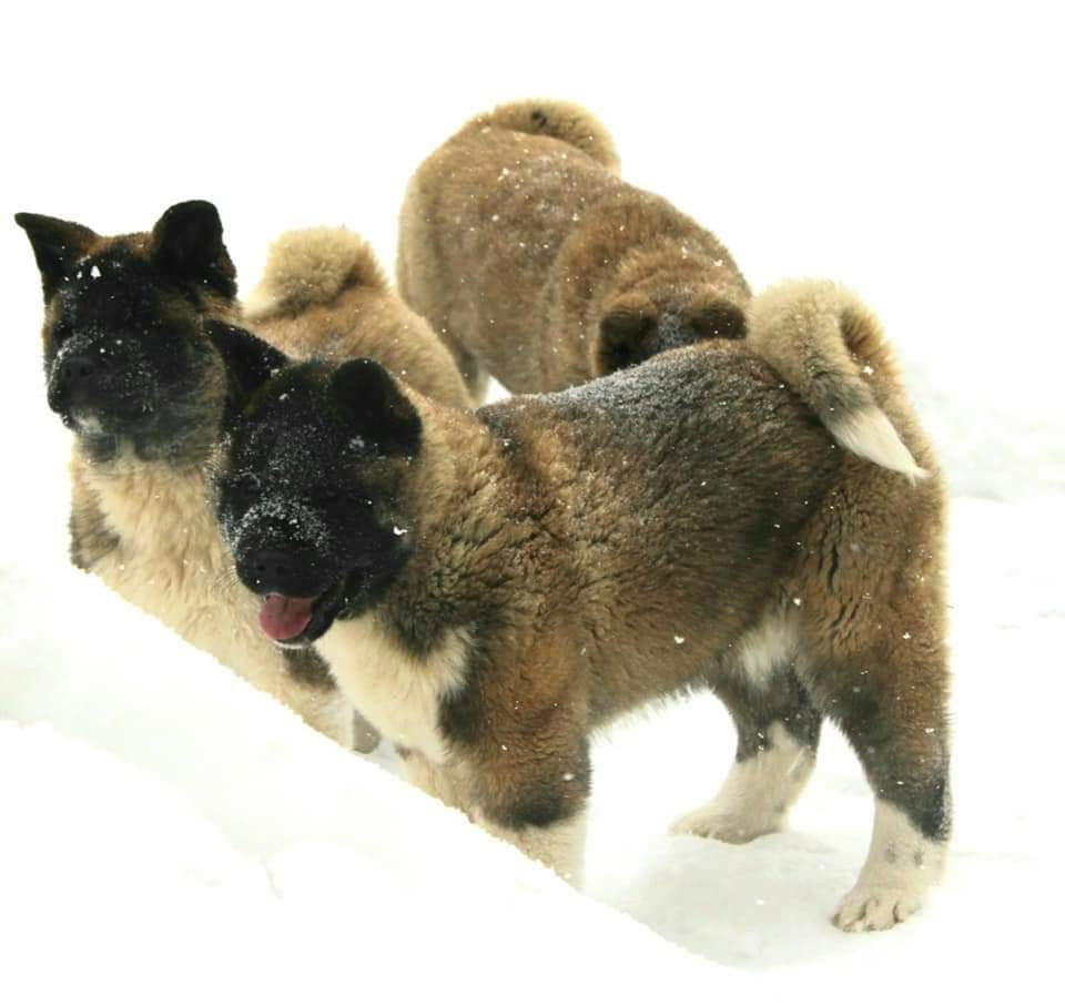 Triumf Sibiri Sting Shape of my Heart * Сэм  (Отец Zar Born To Be Famous Iz Ryzhei Stai , Мать Triumf Sibiri Dreams Come True)  Американская Акита кобель питомник RUBYLIGHT Санкт-Петербург