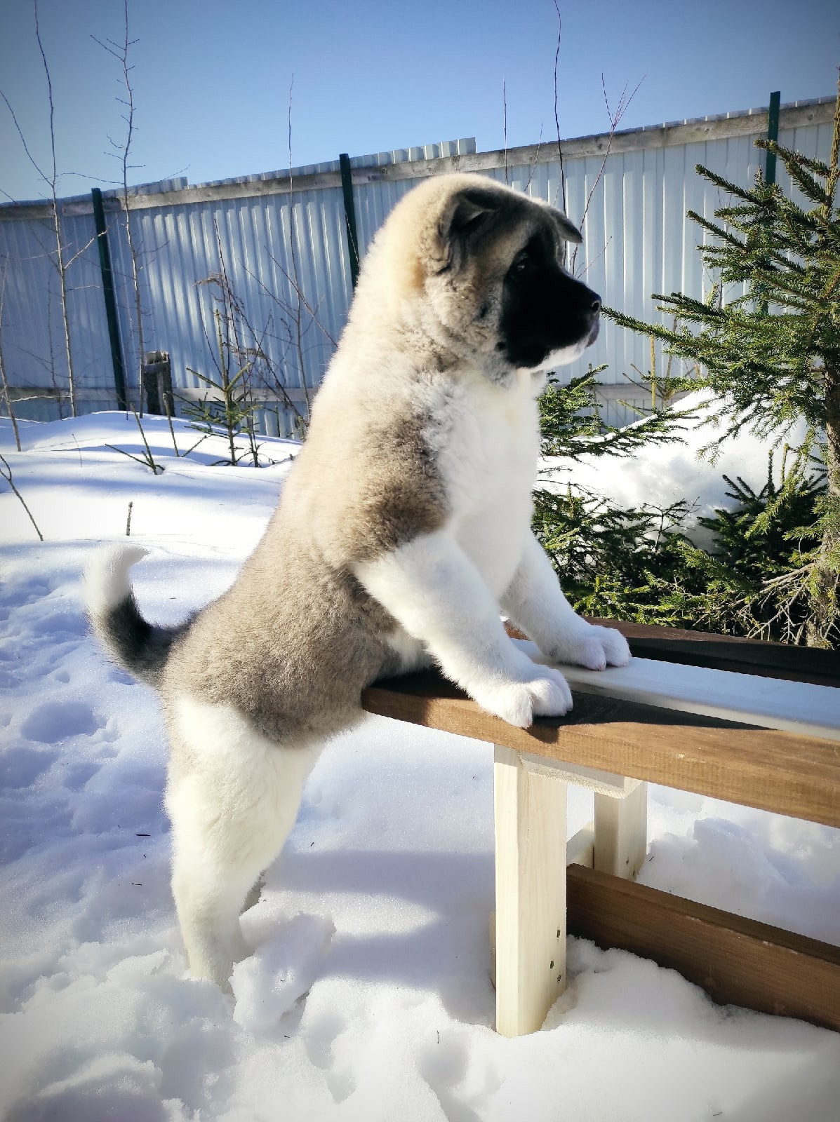 Помет Х дата рождения 21.01.2021 Отец: Alter Real Mercury , Мать: RUBYLIGHT BIYA