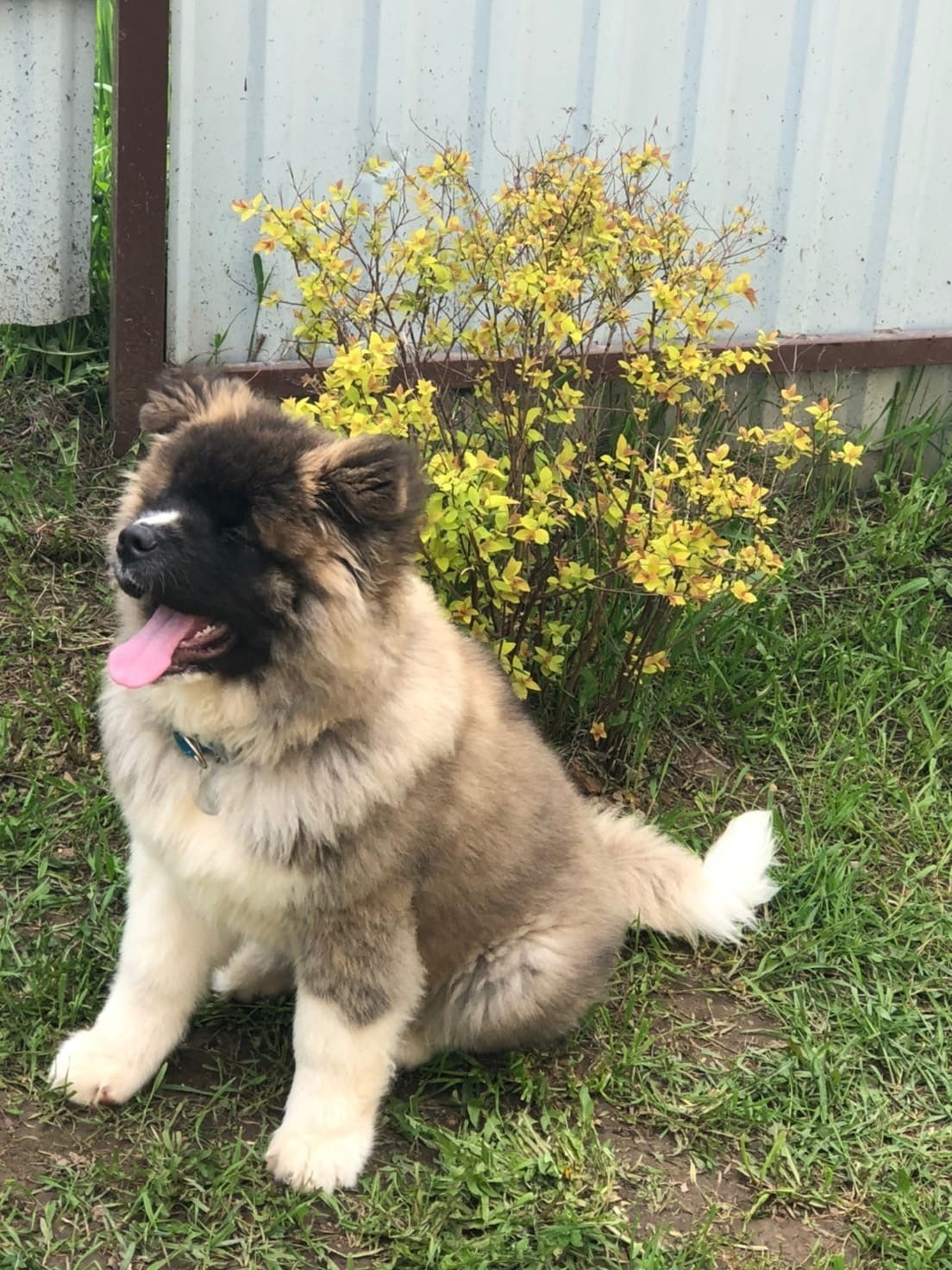 Американская акита щенки питомник