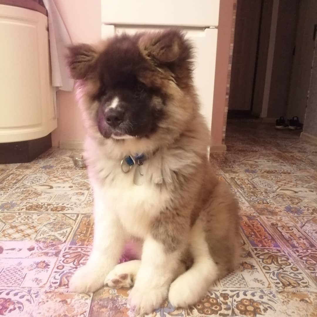 Американская акита щенки питомник