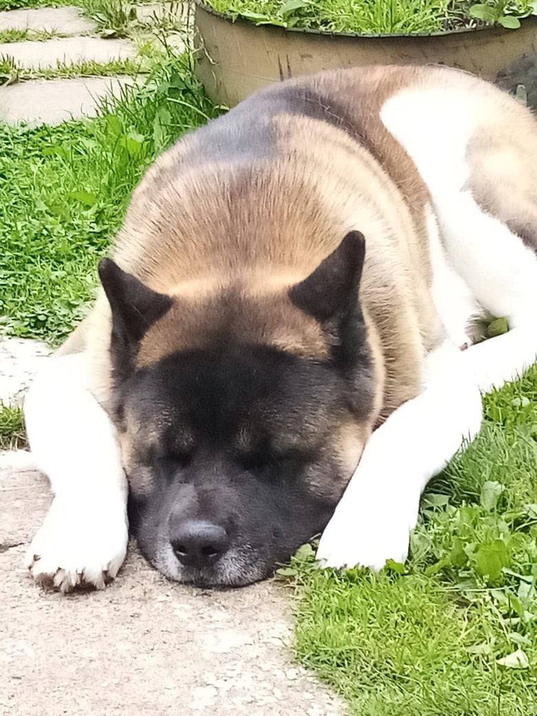 Американская акита питомник RUBYLIGHT. Американская акита I Сиба ину I Питомник RUBYLIGHT