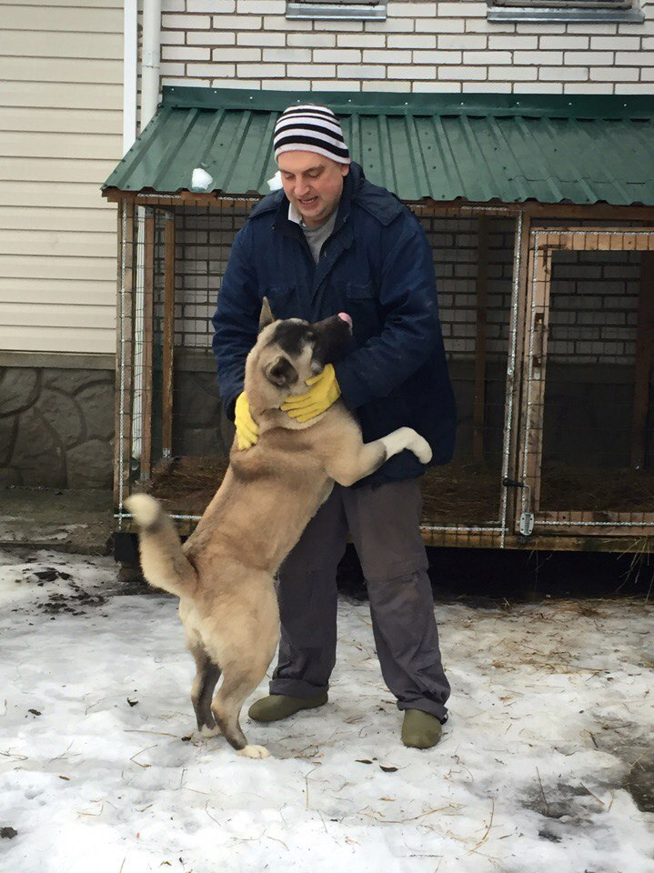 Svargas Dancing in the rain. AMERICAN AKITA RUBYLIGHT KENNEL I SHIBA-INU