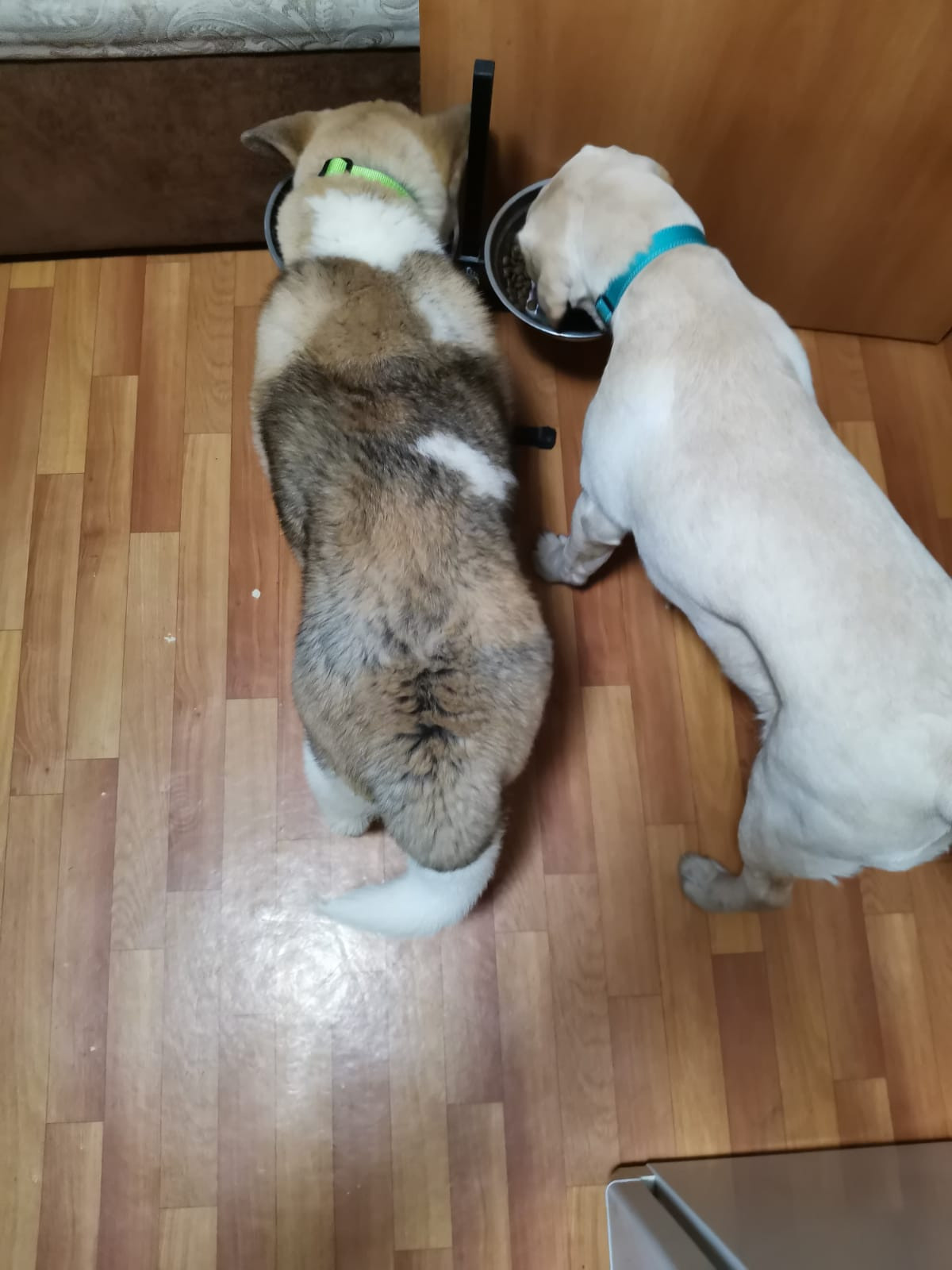 RUBYLIGHT GUCHI * Гуччи. AMERICAN AKITA RUBYLIGHT KENNEL I SHIBA-INU