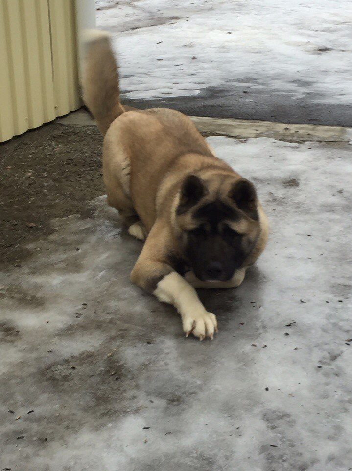 Svargas Dancing in the rain. AMERICAN AKITA RUBYLIGHT KENNEL I SHIBA-INU