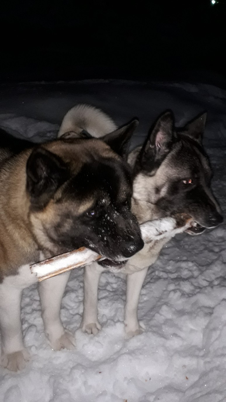 Американская акита питомник RUBYLIGHT. Американская акита I Сиба ину I Питомник RUBYLIGHT