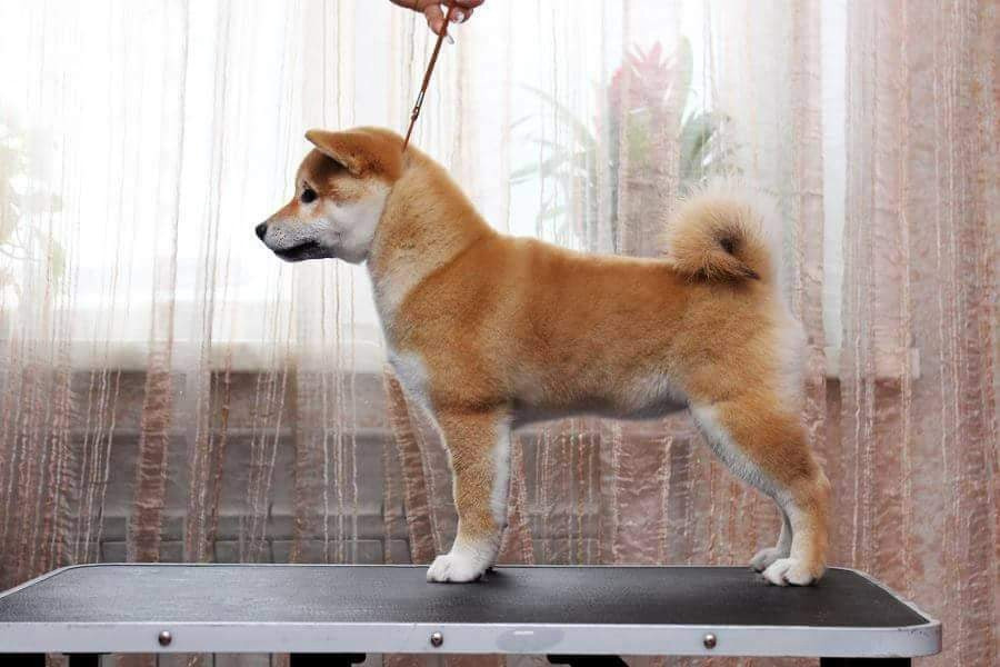 Старки * TRIUMF SIBIRI AKIKO CHIKAKO RUBYLIGHT KENNEL щенки сиба купить Санкт-Петербург 