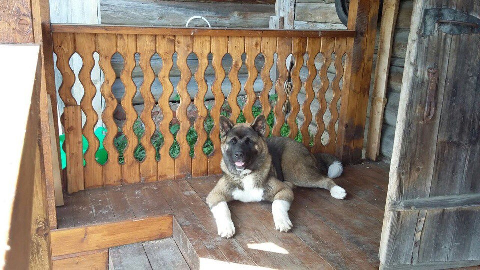 Svargas Odissey * Чоко. AMERICAN AKITA RUBYLIGHT KENNEL I SHIBA-INU