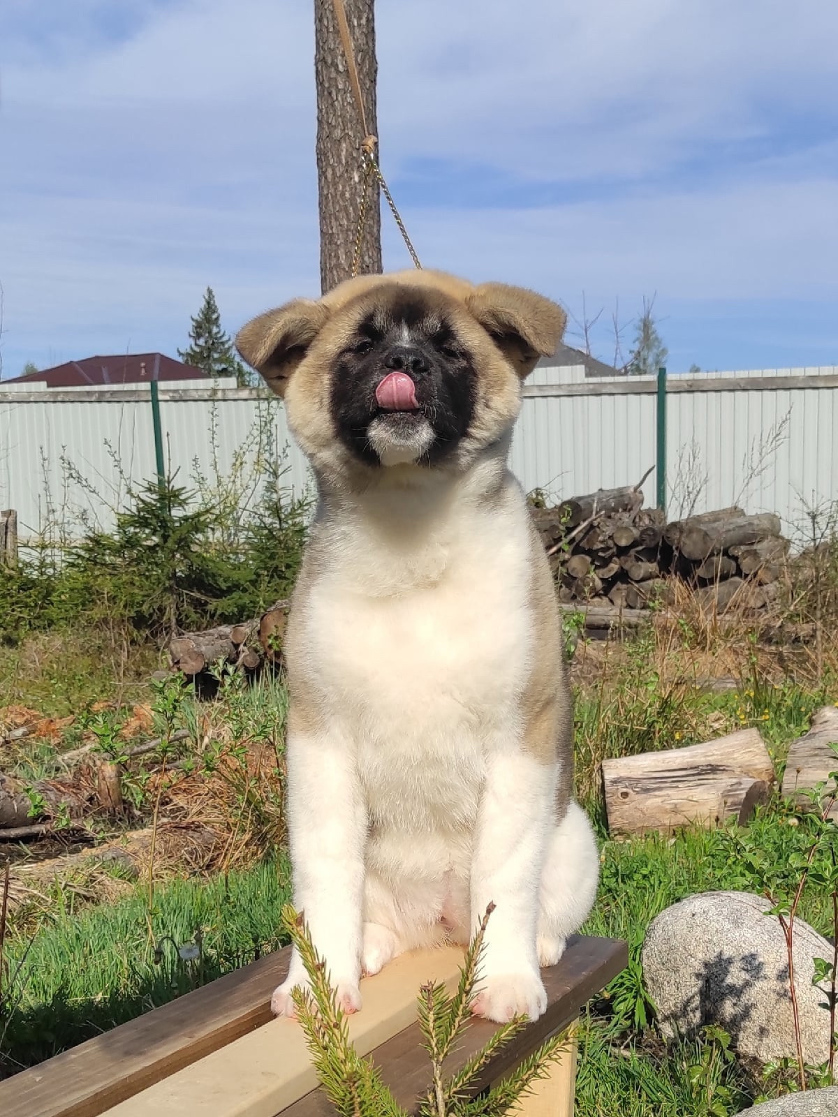 Помет Х дата рождения 21.01.2021 Отец: Alter Real Mercury , Мать: RUBYLIGHT BIYA