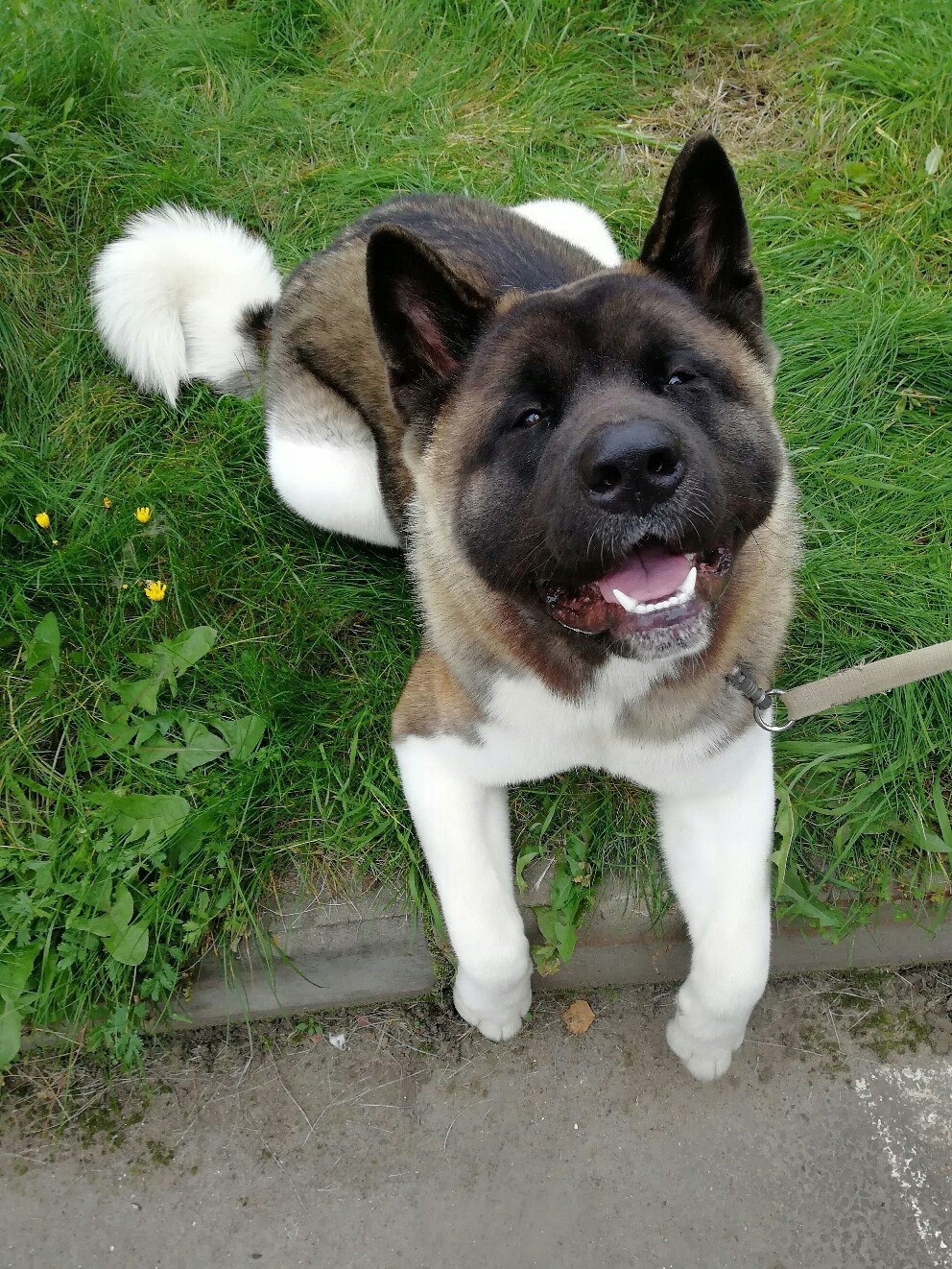 Американская акита питомник RUBYLIGHT. Американская акита I Сиба ину I Питомник RUBYLIGHT