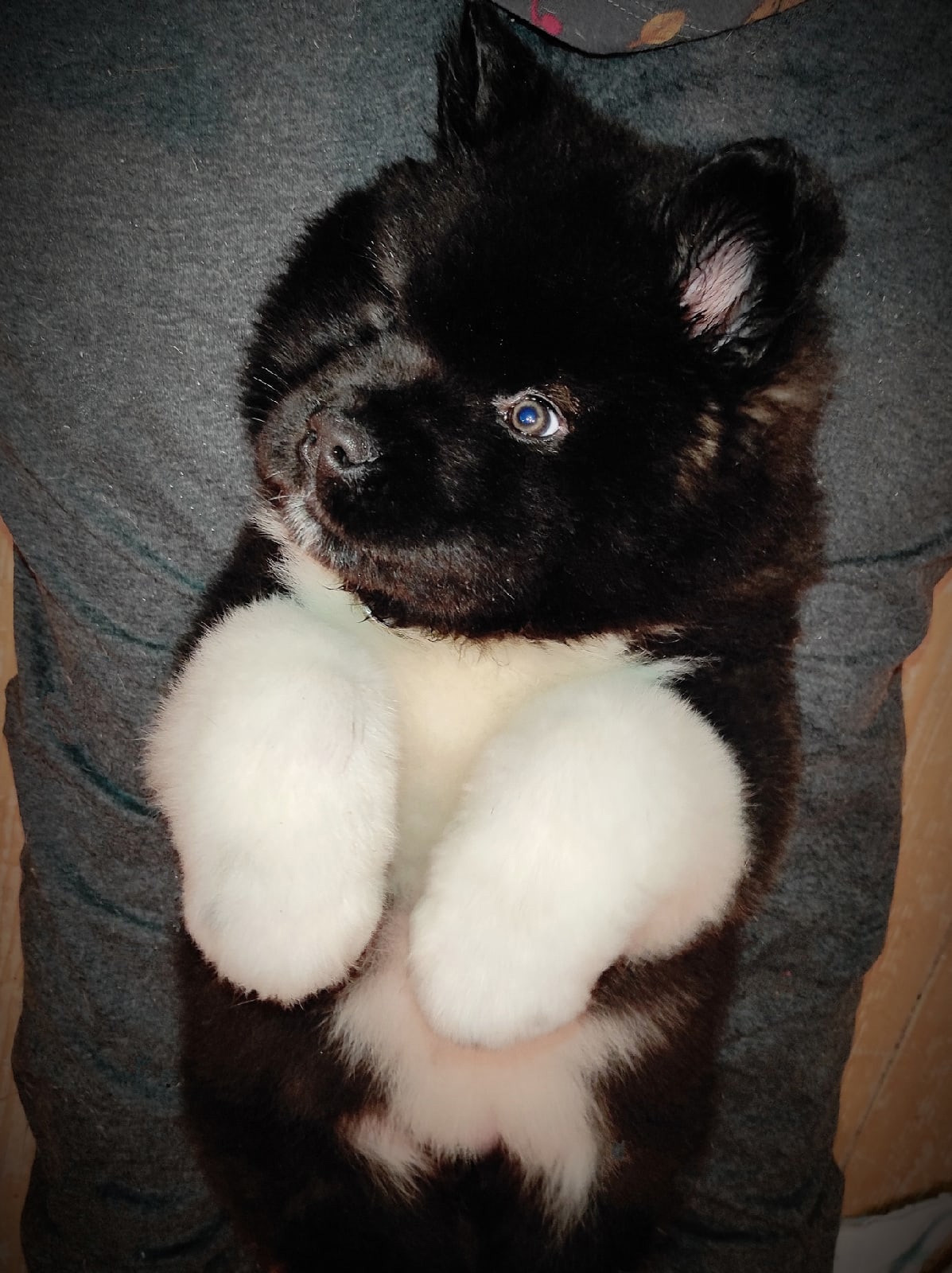 RUBYLIGHT HANNA * Ханна ( Отец: Alter Real Mercury , Мать: RUBYLIGHT BIYA )