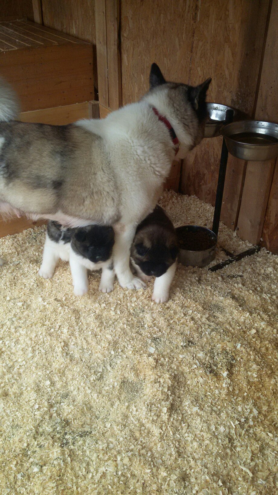 Помет И общее. AMERICAN AKITA RUBYLIGHT KENNEL I SHIBA-INU