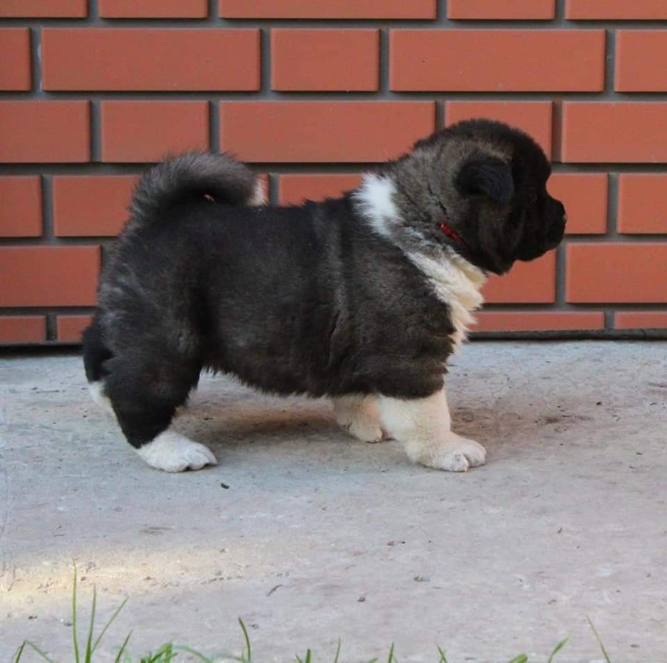 Triumf Sibiri Sting Shape of my Heart * Сэм  (Отец Zar Born To Be Famous Iz Ryzhei Stai , Мать Triumf Sibiri Dreams Come True)  Американская Акита кобель питомник RUBYLIGHT Санкт-Петербург