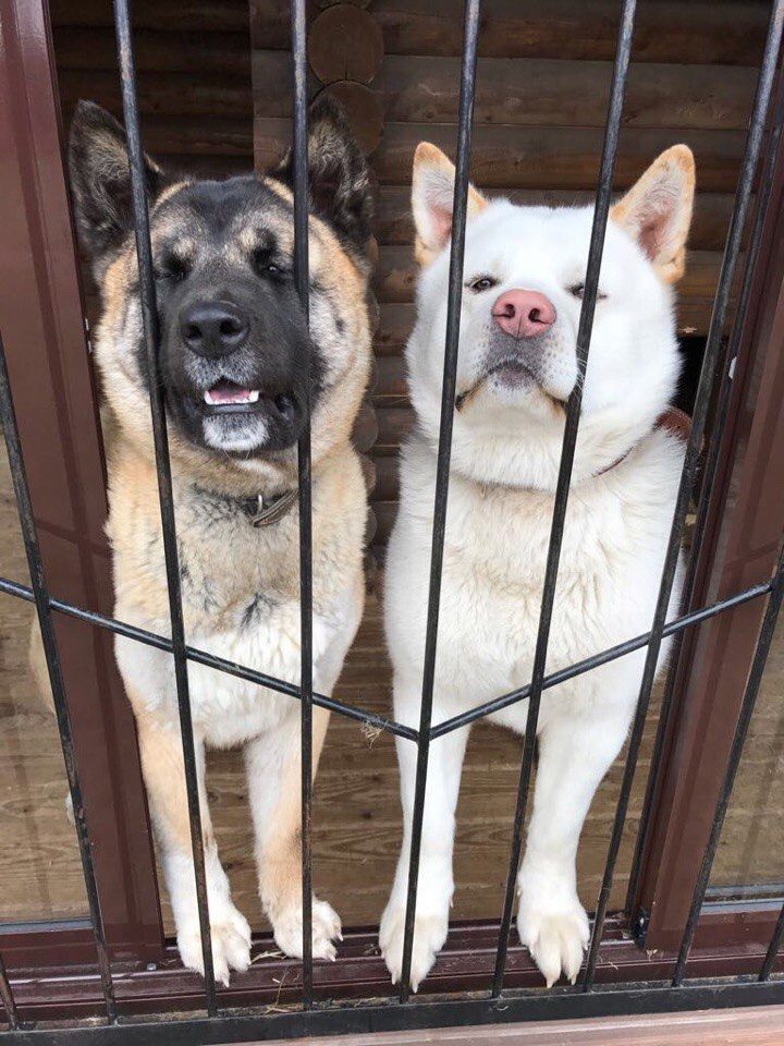 Американская акита питомник RUBYLIGHT. Американская акита I Сиба ину I Питомник RUBYLIGHT