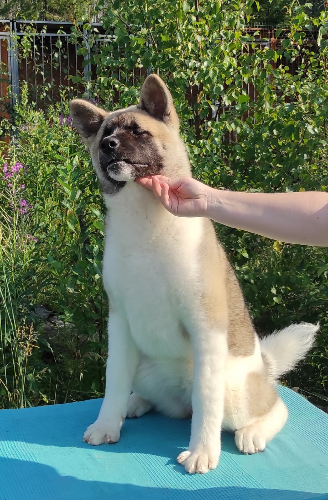 Помет Х дата рождения 21.01.2021 Отец: Alter Real Mercury , Мать: RUBYLIGHT BIYA