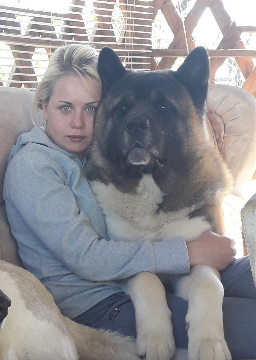 Американская акита питомник RUBYLIGHT. Американская акита I Сиба ину I Питомник RUBYLIGHT